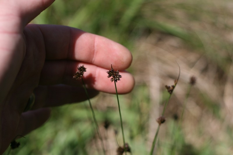 Juncus dregeanus photo 5