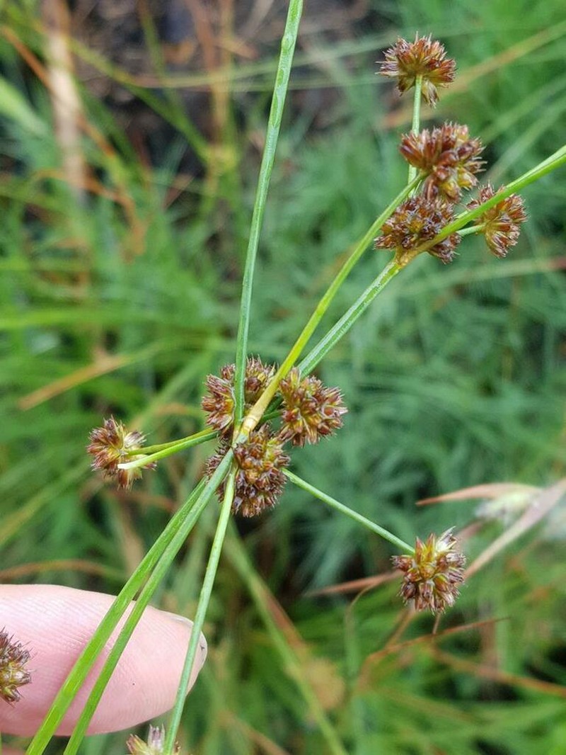 Juncus dregeanus photo 6