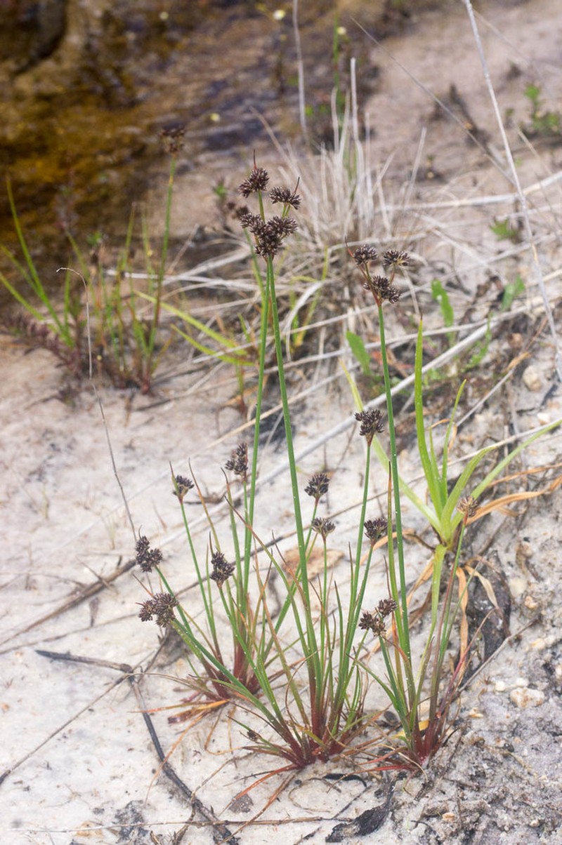 Juncus dregeanus photo 7
