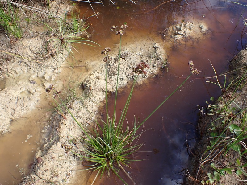 Juncus dregeanus photo 8