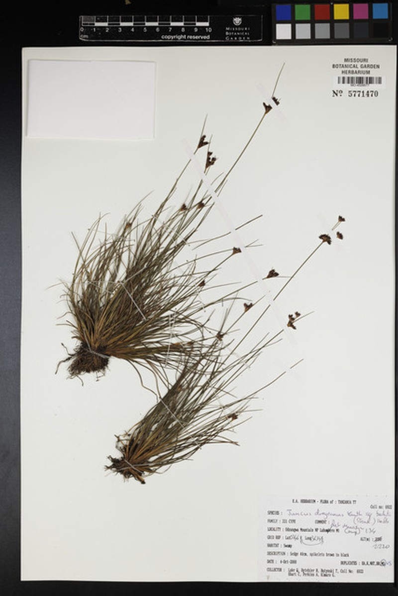Juncus dregeanus subsp. bachiti
