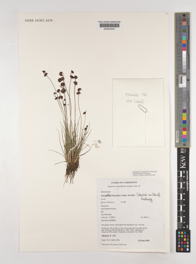 Juncus dregeanus subsp. bachiti photo 2