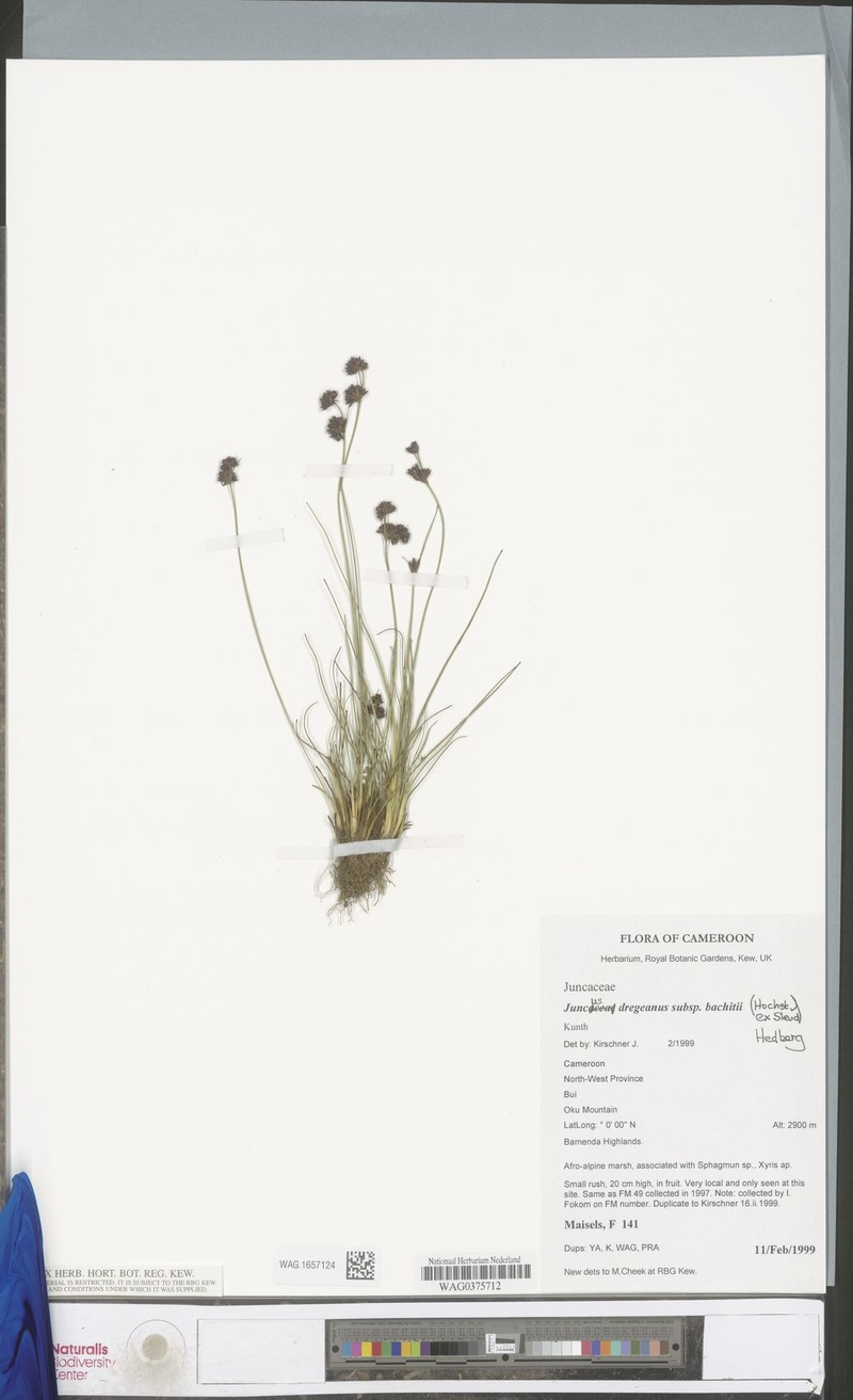 Juncus dregeanus subsp. bachiti photo 3