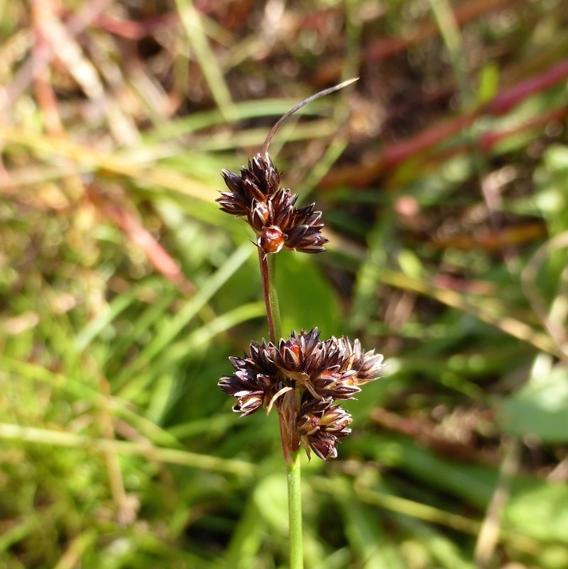 Juncus dregeanus subsp. dregeanus