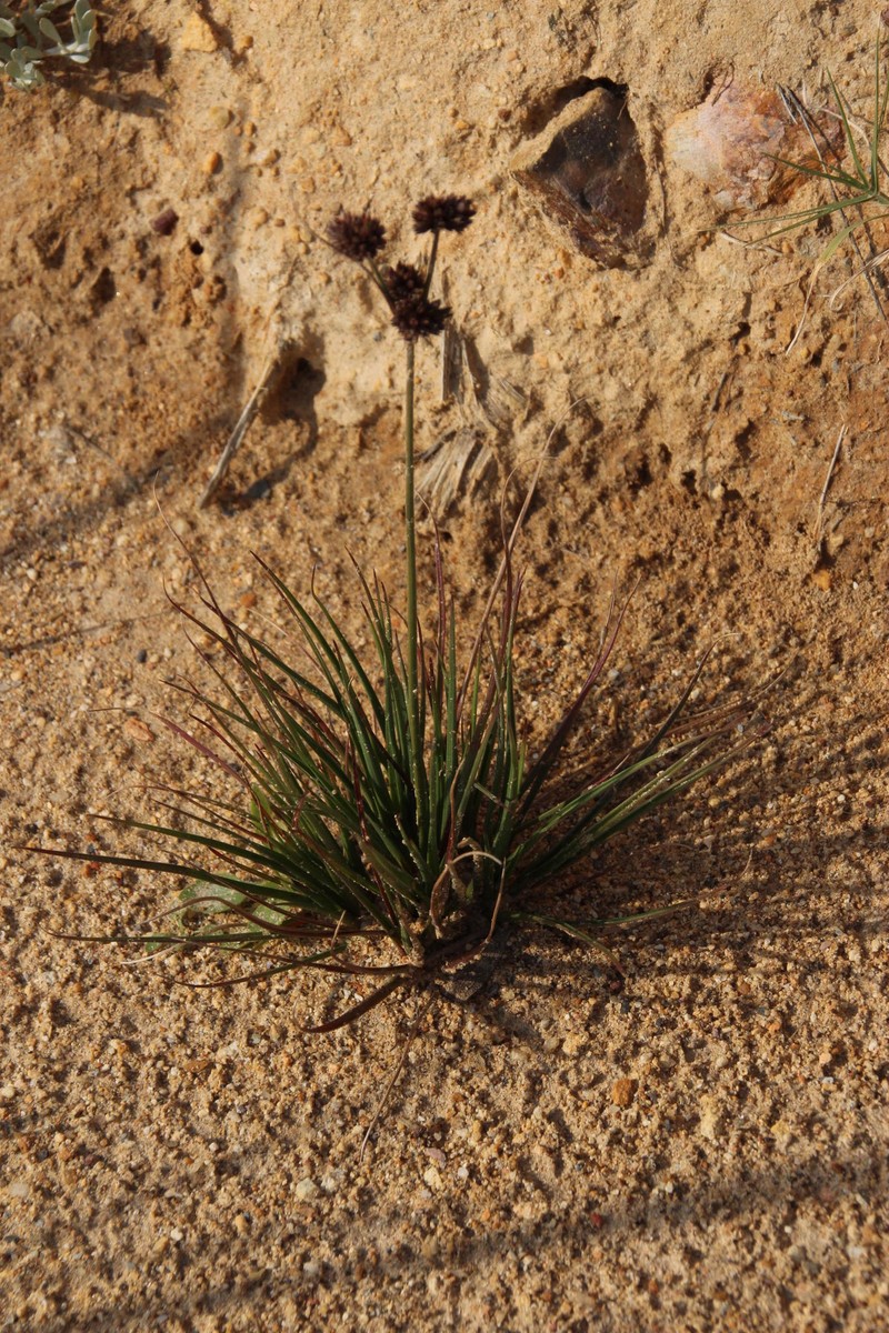 Juncus dregeanus subsp. dregeanus photo 2