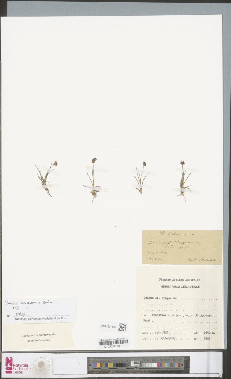 Juncus dregeanus subsp. dregeanus photo 3
