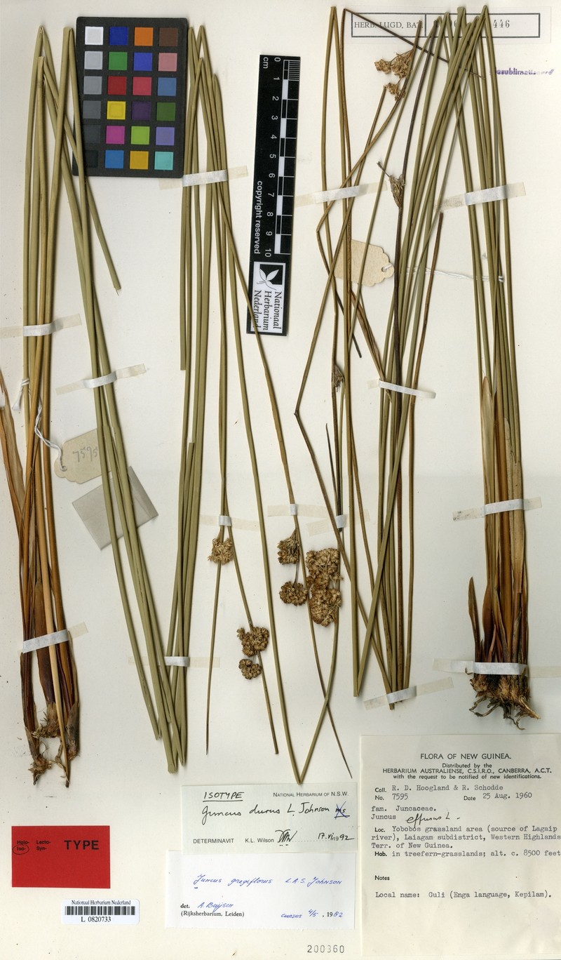 Juncus durus