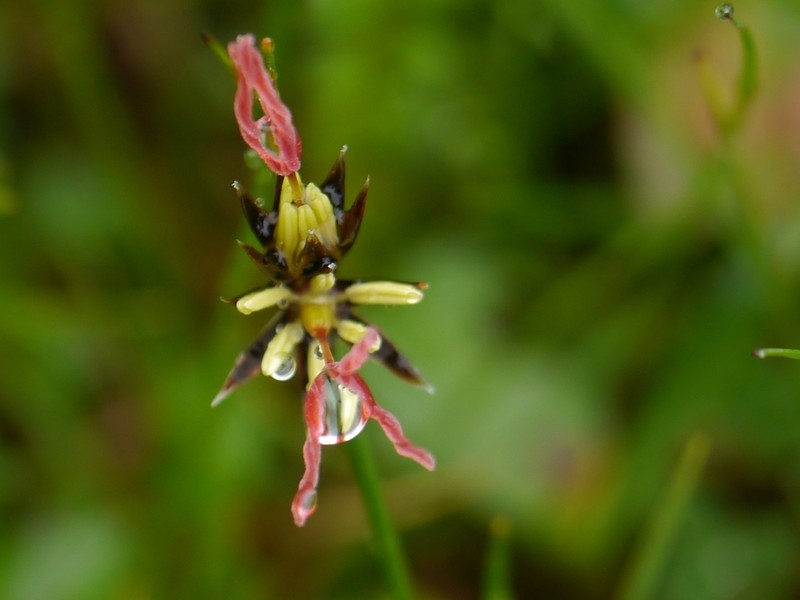 Juncus duthiei