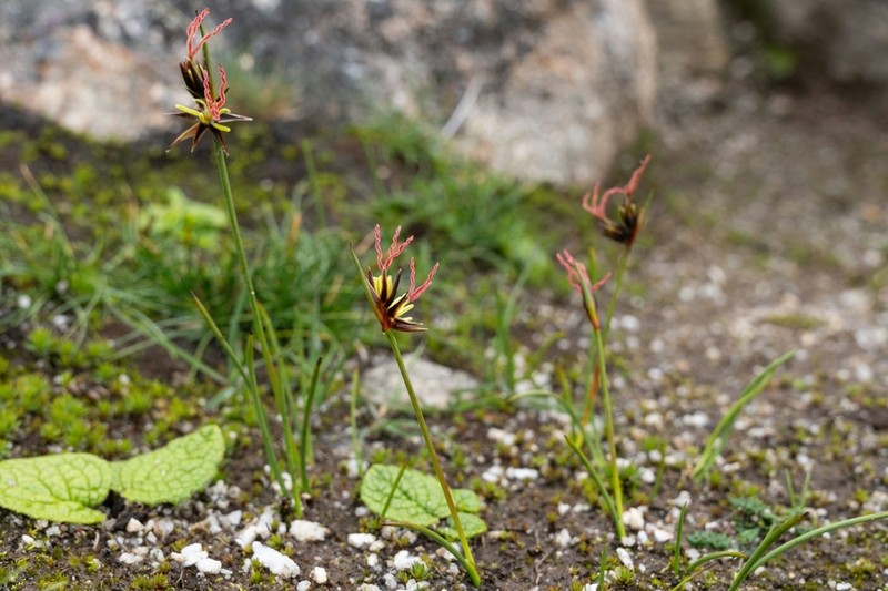 Juncus duthiei photo 2