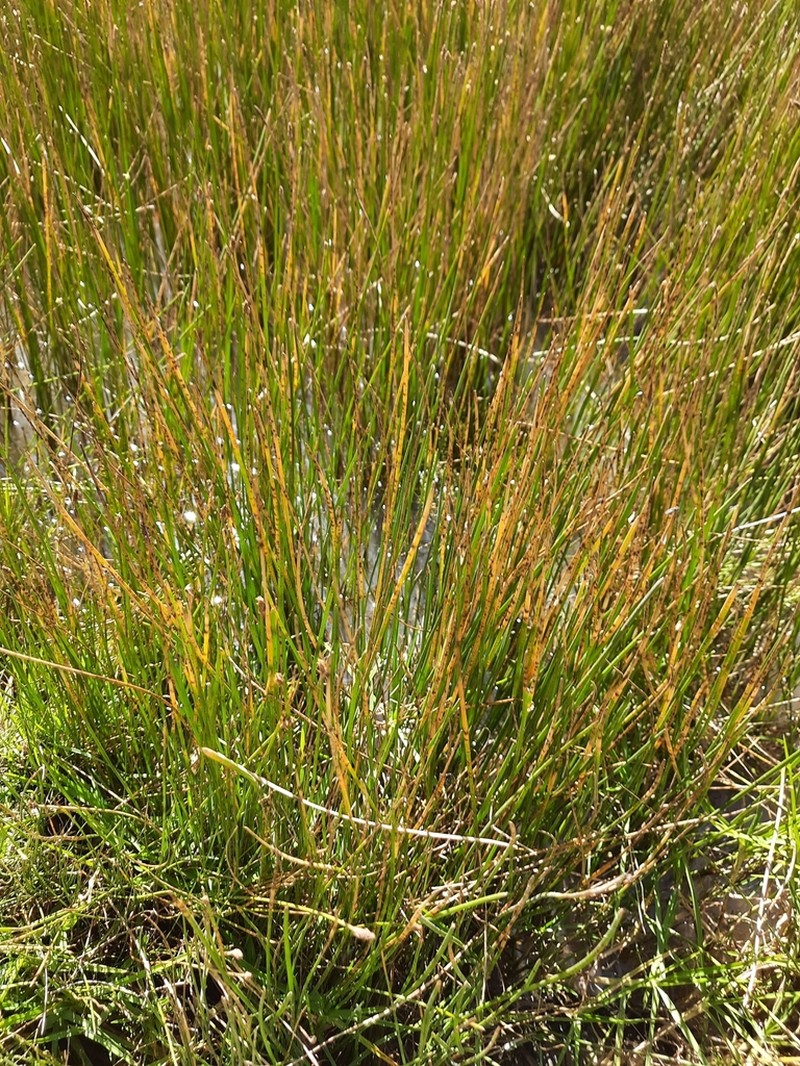 Juncus ebracteatus