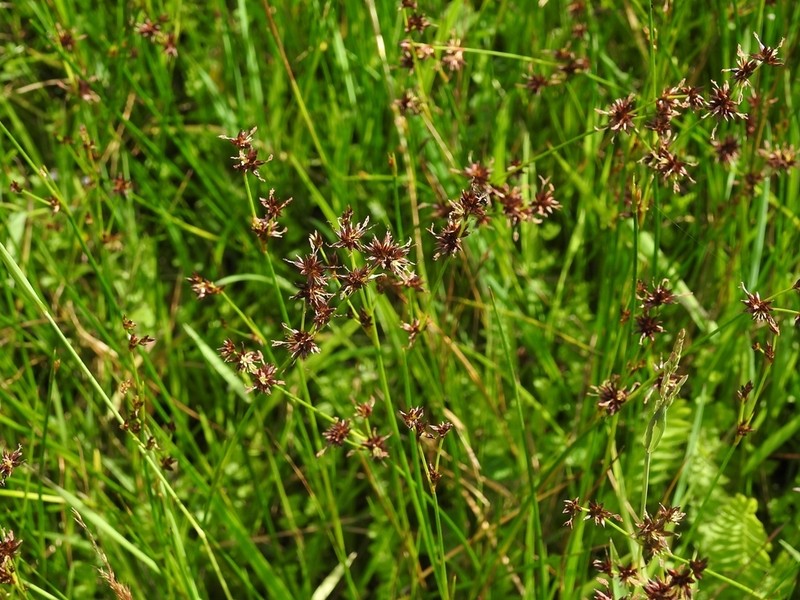 Juncus ebracteatus photo 2
