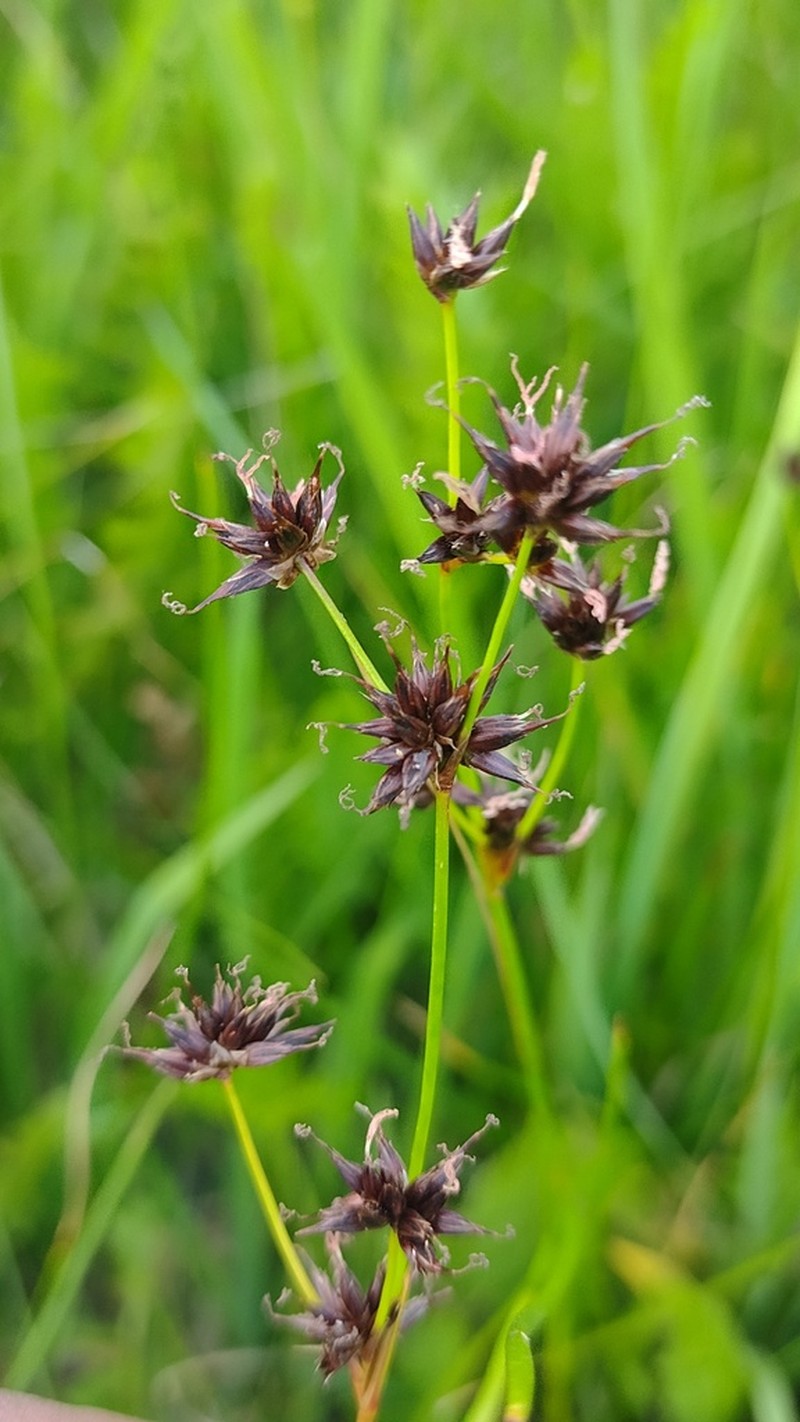 Juncus ebracteatus photo 3