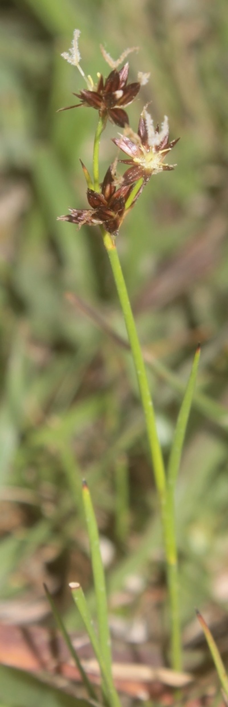 Juncus ebracteatus photo 4