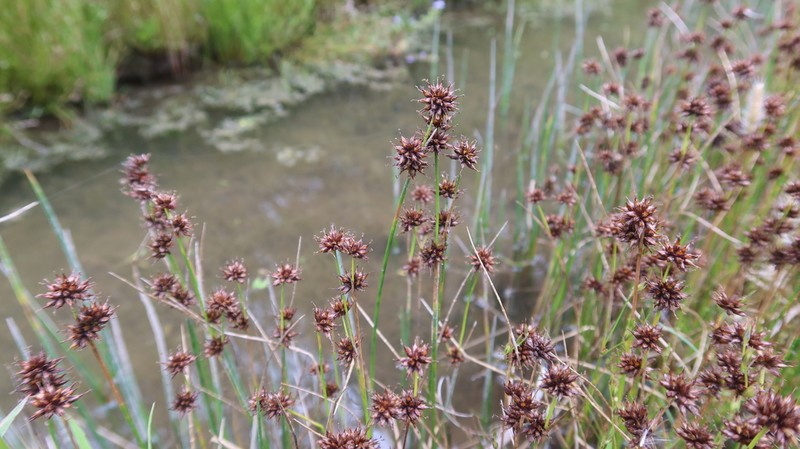 Juncus ebracteatus photo 5