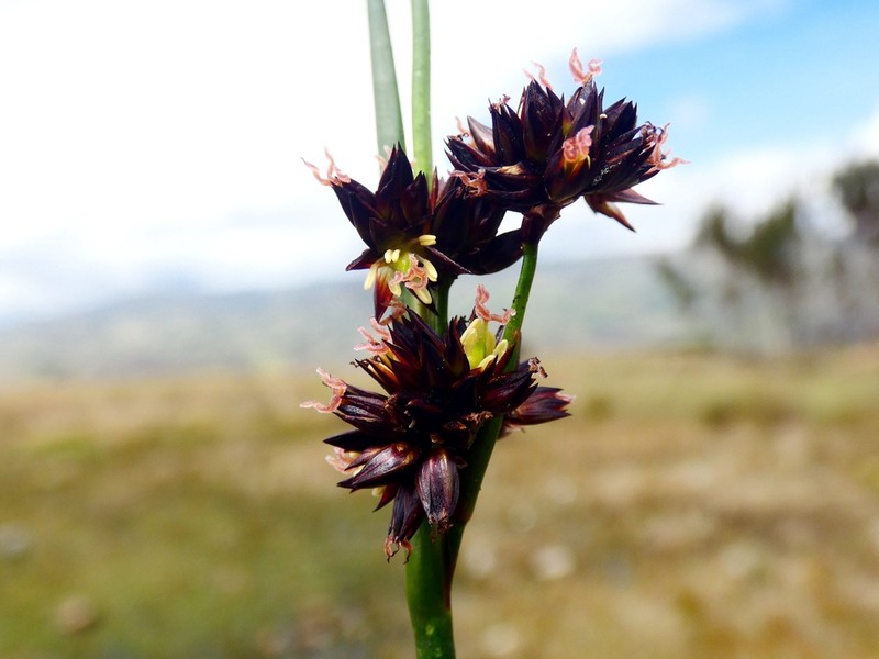 Juncus ebracteatus photo 6