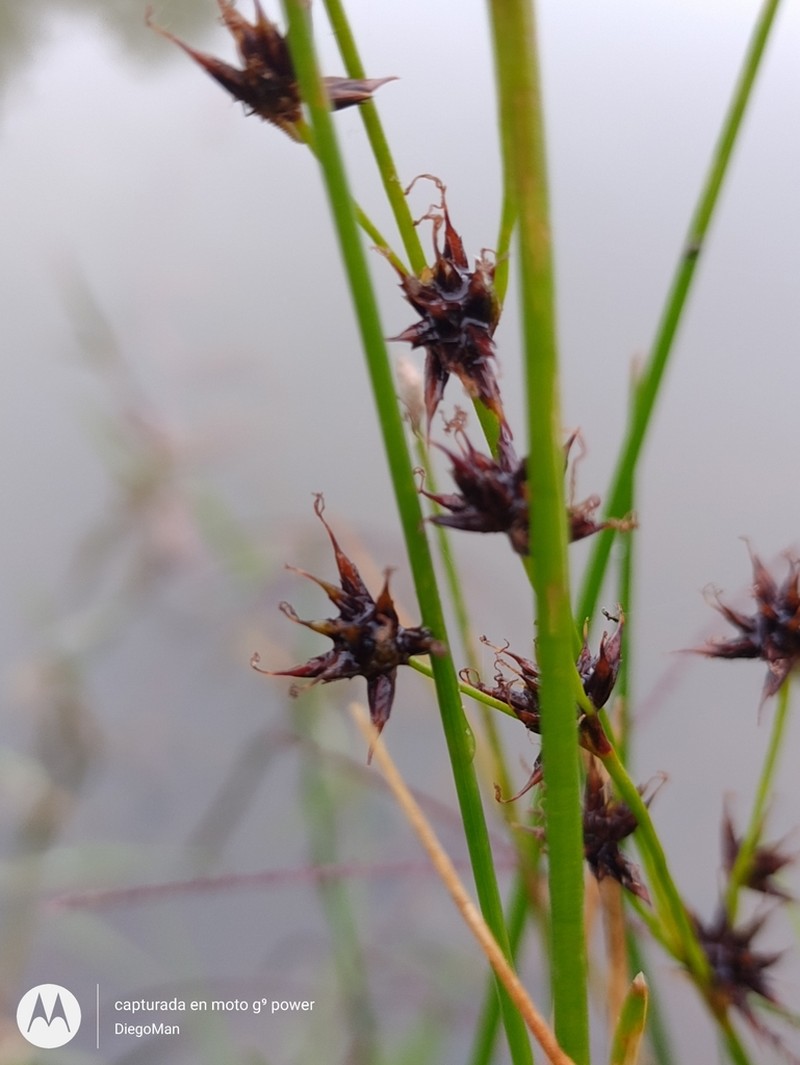 Juncus ebracteatus photo 7