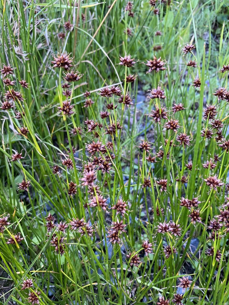 Juncus ebracteatus photo 8