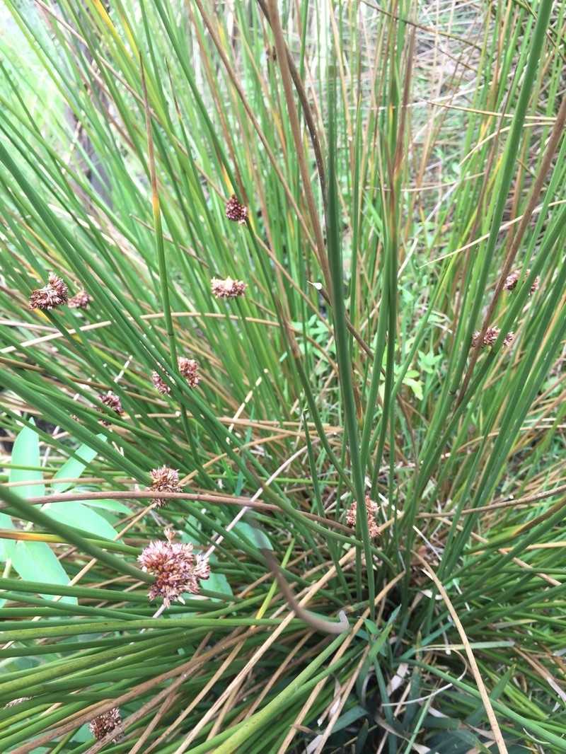 Juncus echinocephalus photo 2