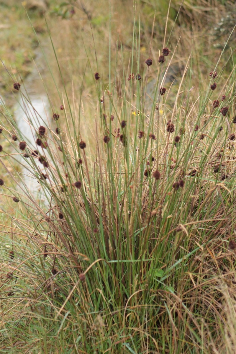 Juncus echinocephalus photo 4