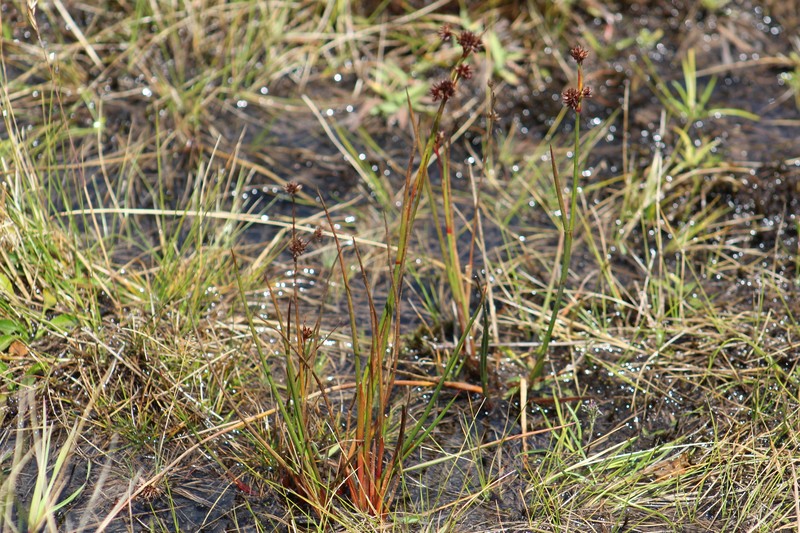 Juncus echinocephalus photo 5