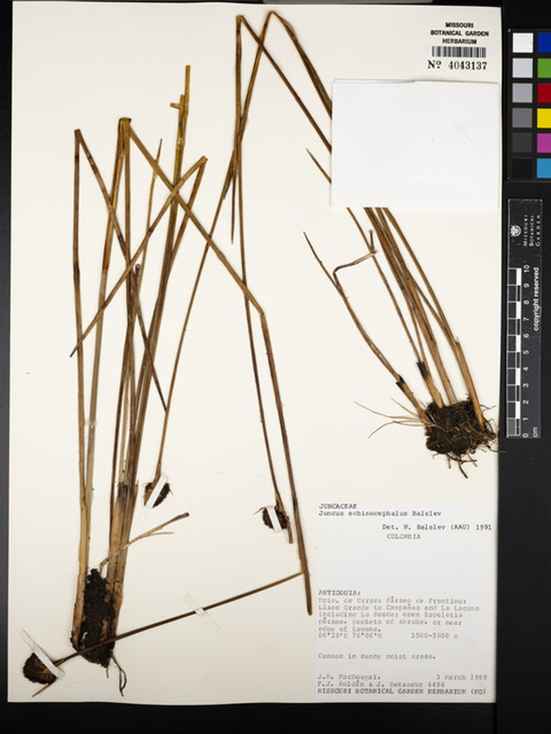 Juncus echinocephalus photo 6