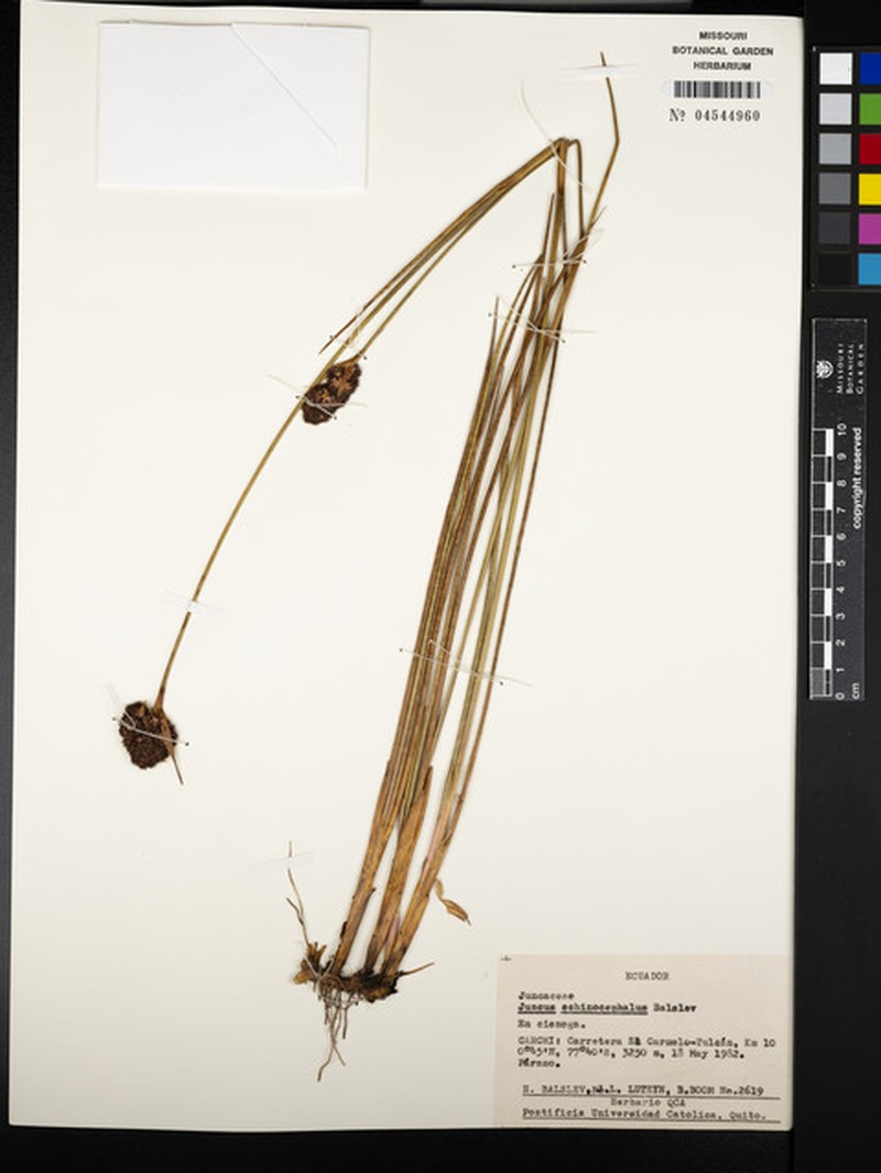Juncus echinocephalus photo 7