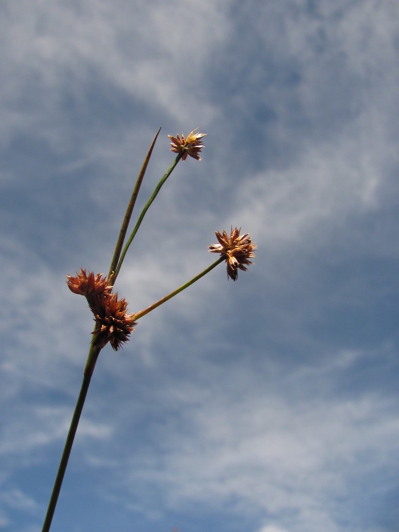 Juncus ecuadoriensis