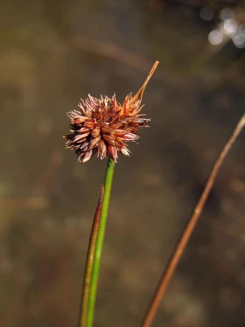 Juncus ecuadoriensis photo 2