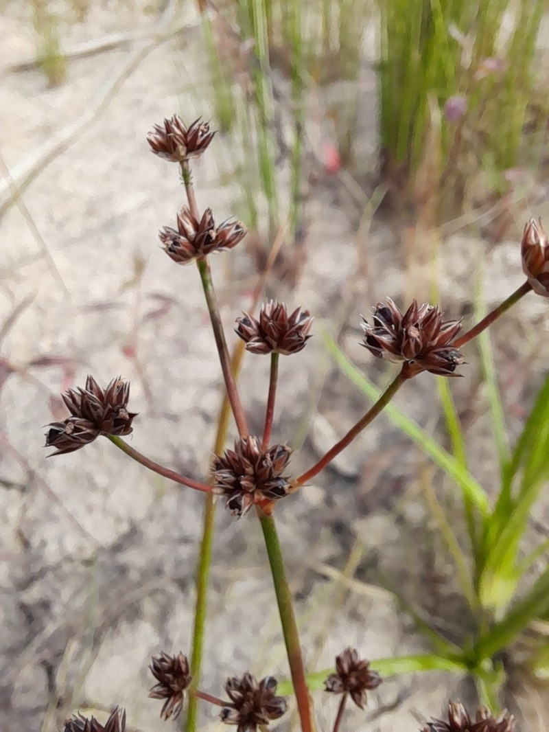 Juncus ecuadoriensis photo 3