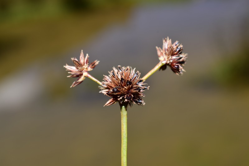 Juncus ecuadoriensis photo 4