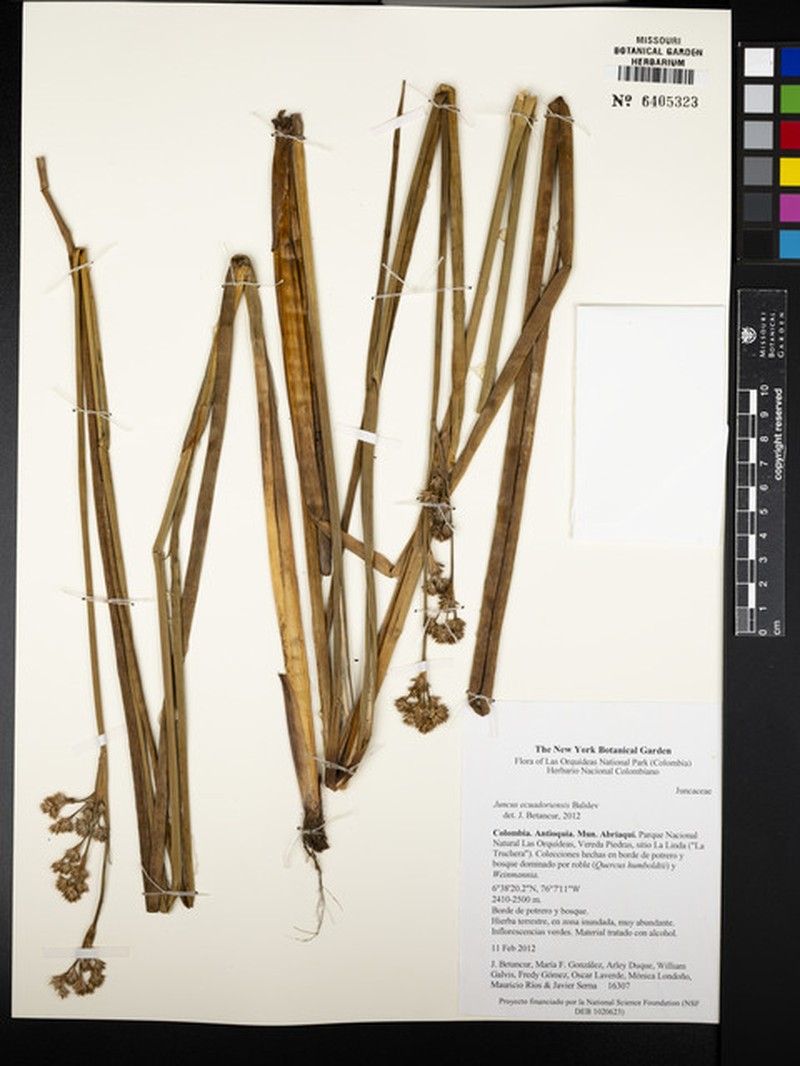 Juncus ecuadoriensis photo 5