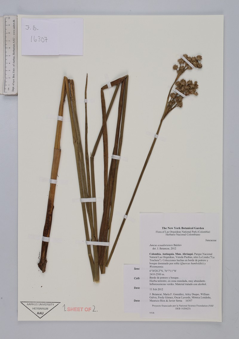 Juncus ecuadoriensis photo 6