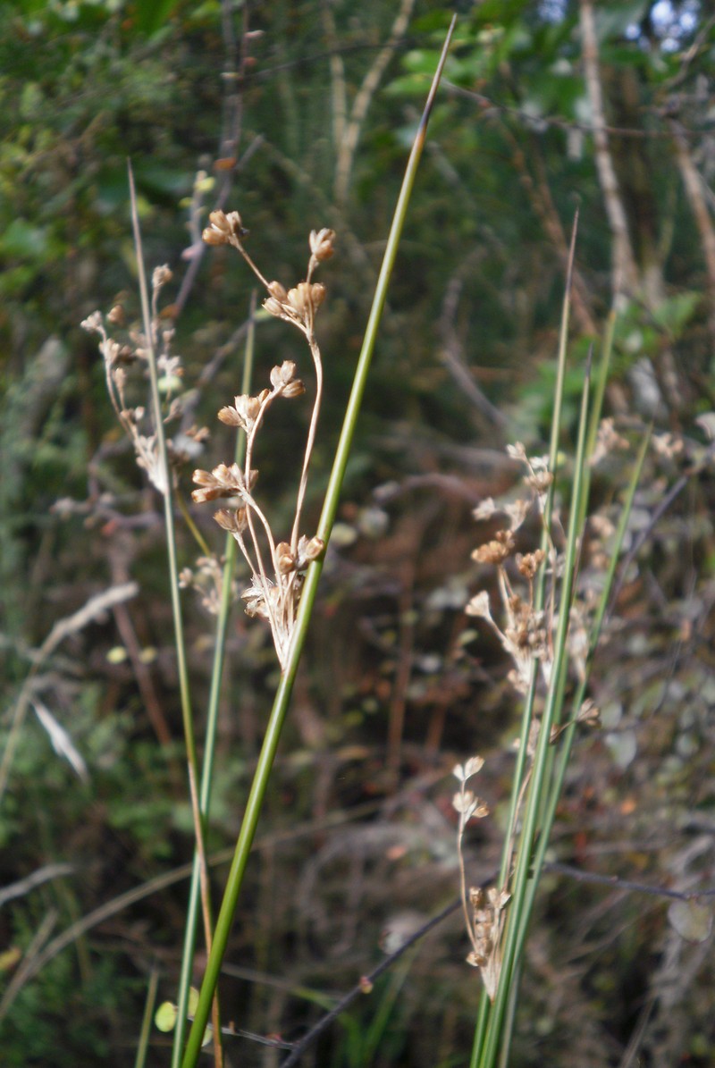 Juncus edgariae