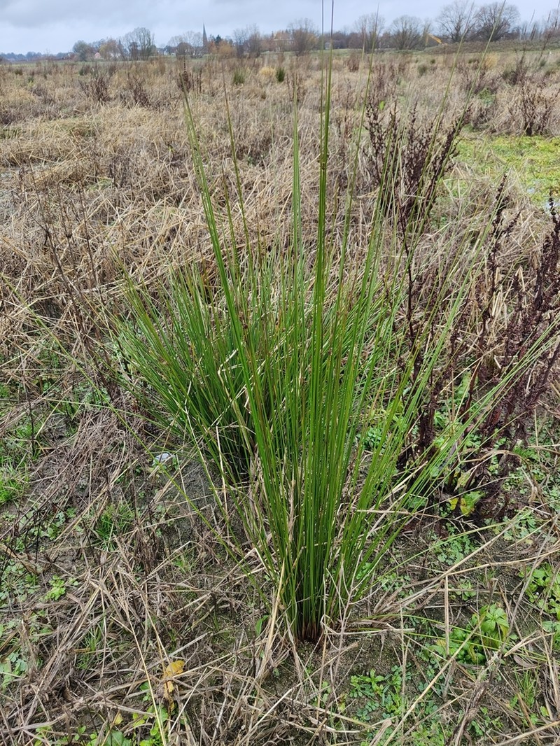 Juncus edgariae photo 2