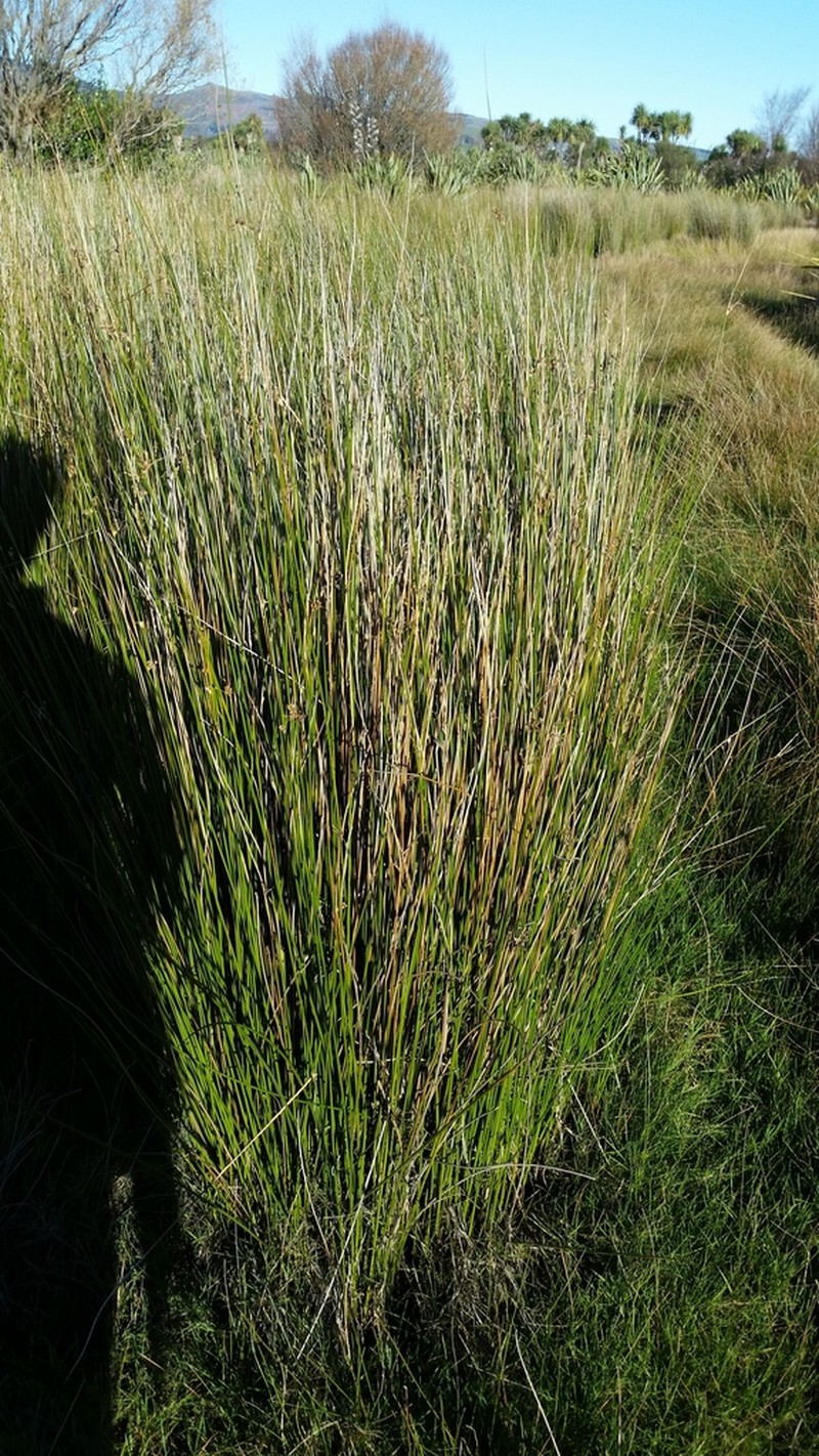 Juncus edgariae photo 3