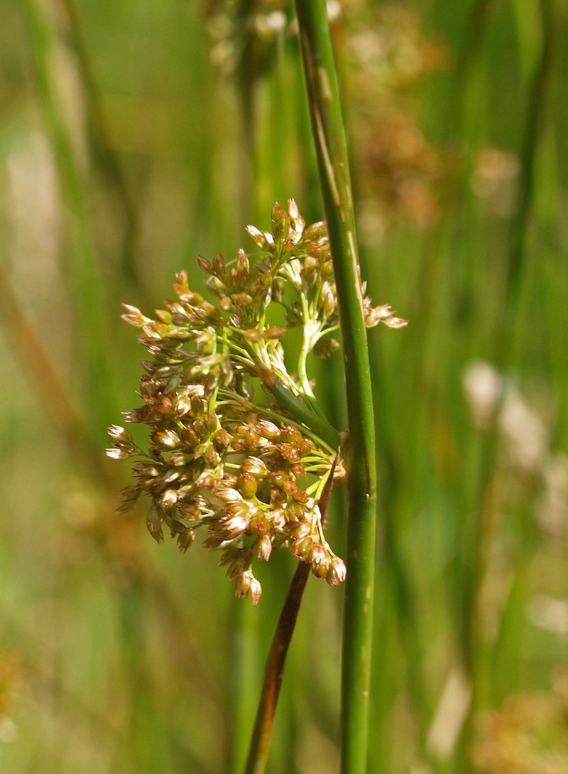 Juncus edgariae photo 4