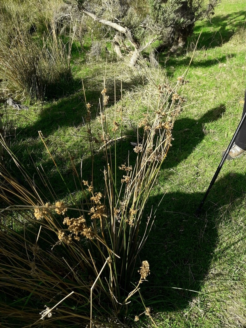 Juncus edgariae photo 5