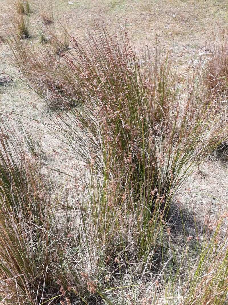 Juncus edgariae photo 6