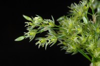 Common Rush