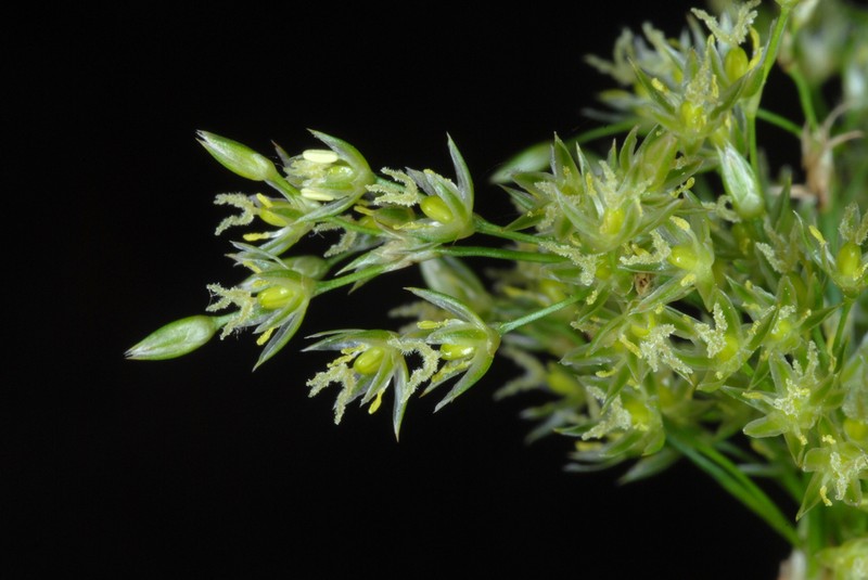 Common Rush
