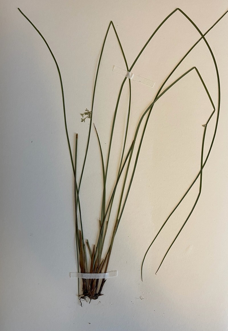 Common Rush photo 2
