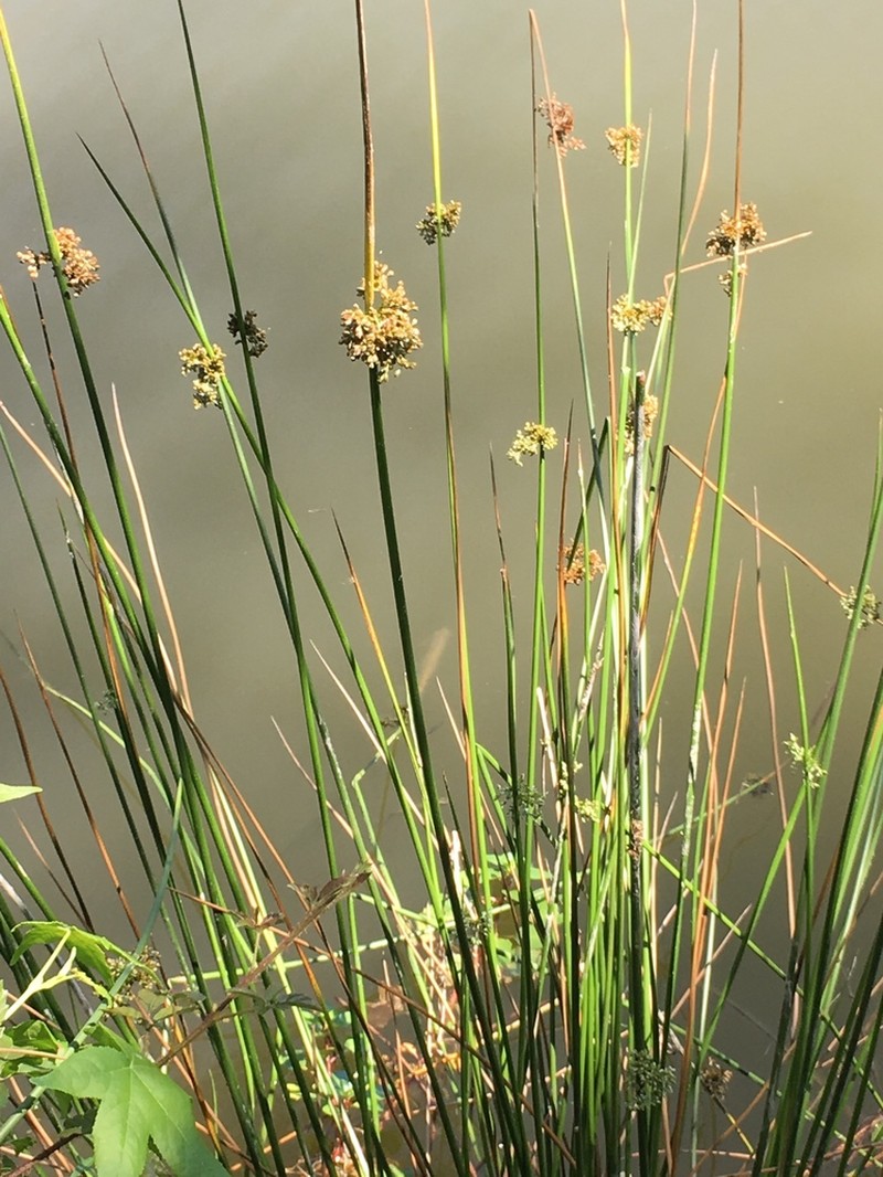 Common Rush photo 3