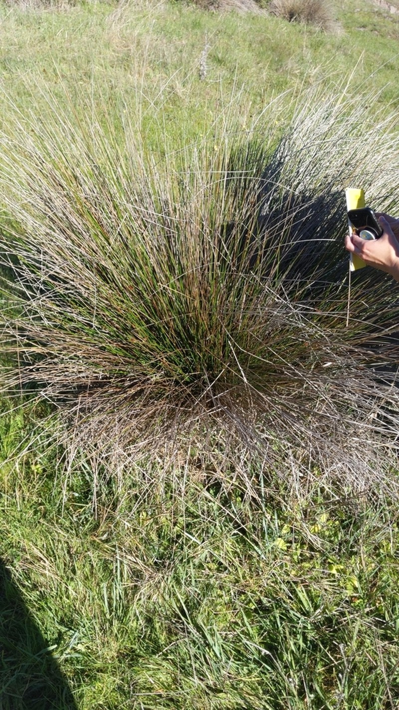 Common Rush photo 4