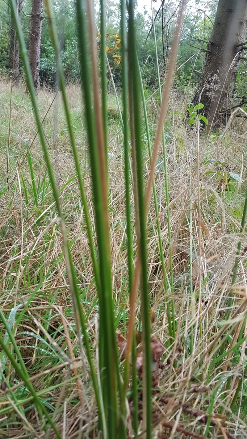 Common Rush photo 6