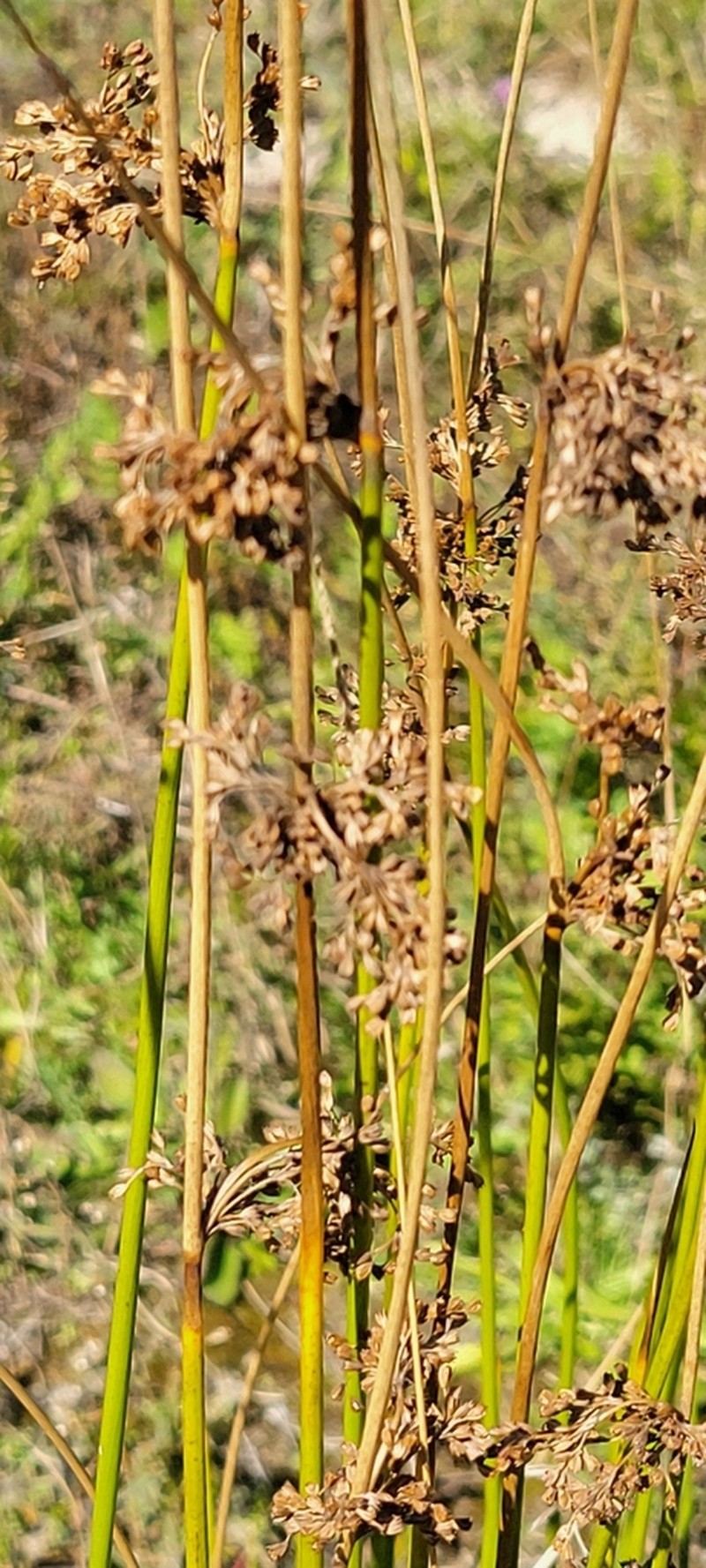Common Rush photo 7