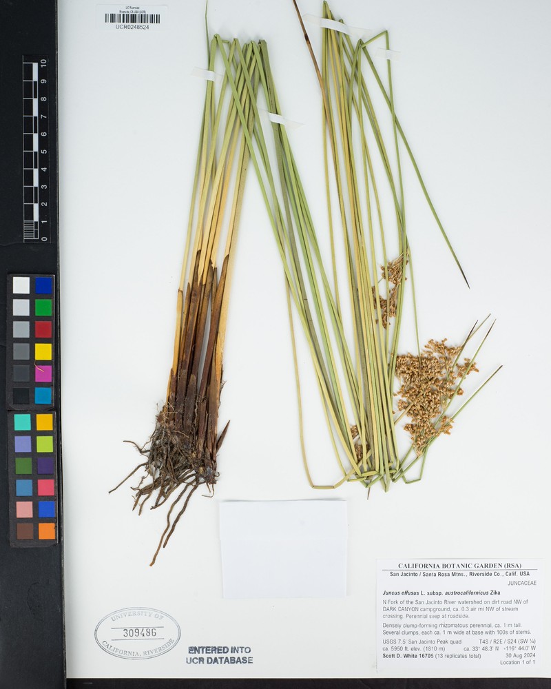 Juncus effusus subsp. austrocalifornicus photo 4