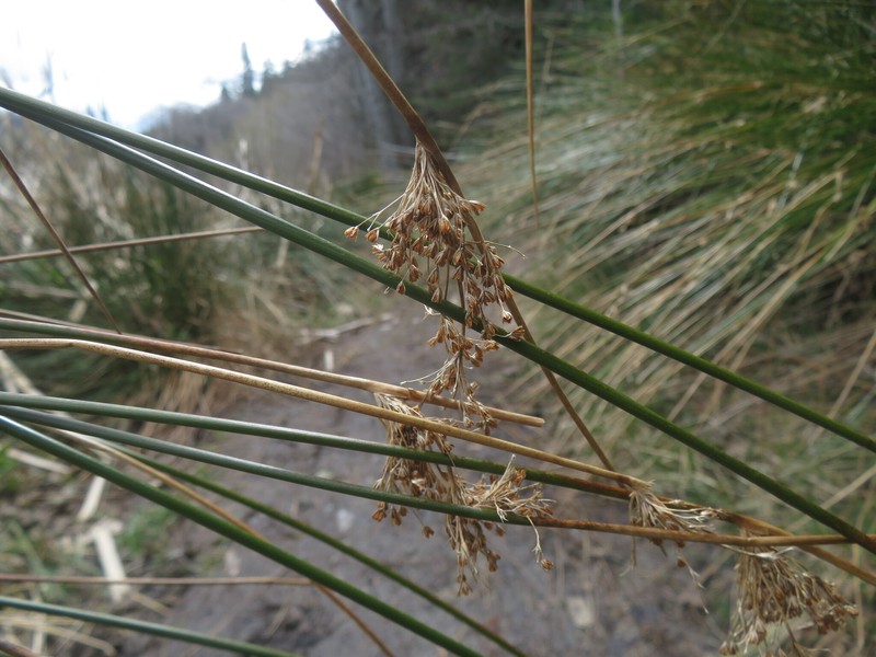 Juncus effusus subsp. austrocalifornicus