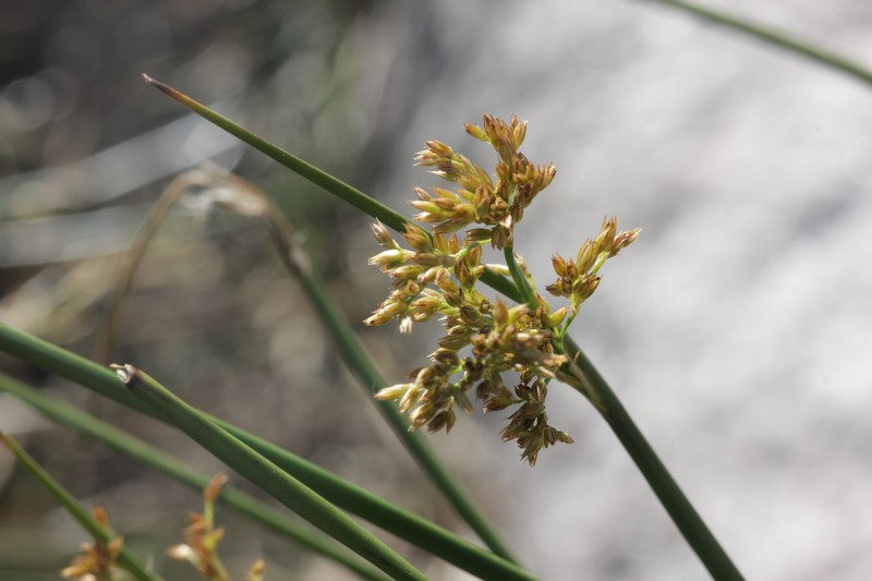 Juncus effusus subsp. austrocalifornicus photo 2