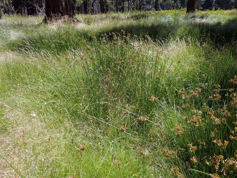 Juncus effusus subsp. austrocalifornicus photo 3