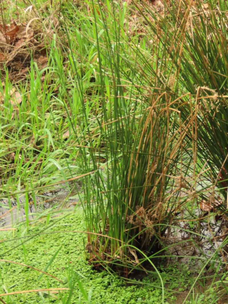 Juncus effusus subsp. effusus